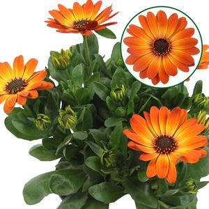 Afbeelding van Osteospermum P12 Amalia (oranje)